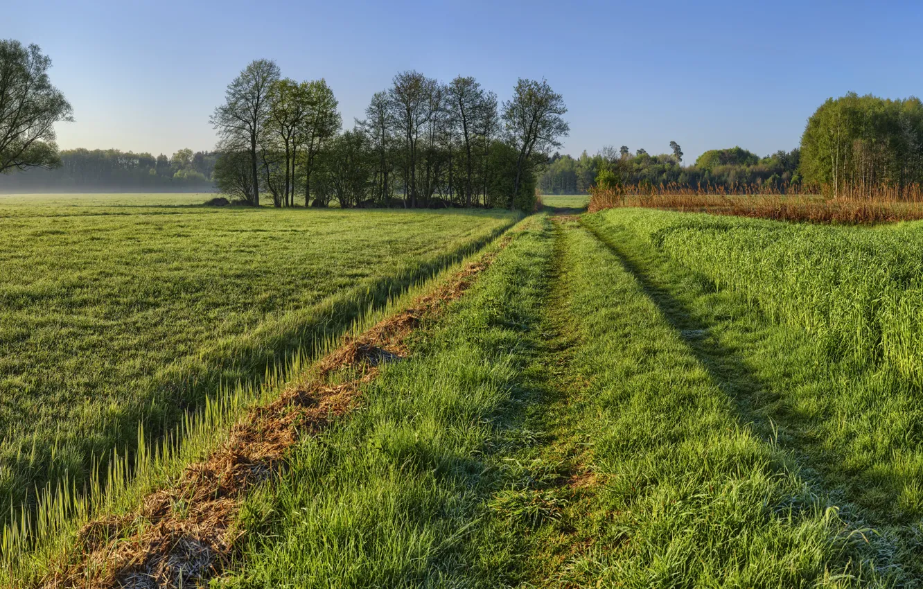 Photo wallpaper field, summer, morning