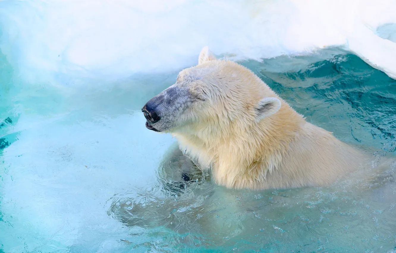 Photo wallpaper face, predator, pool, bathing, polar bear, zoo, polar bear, happy