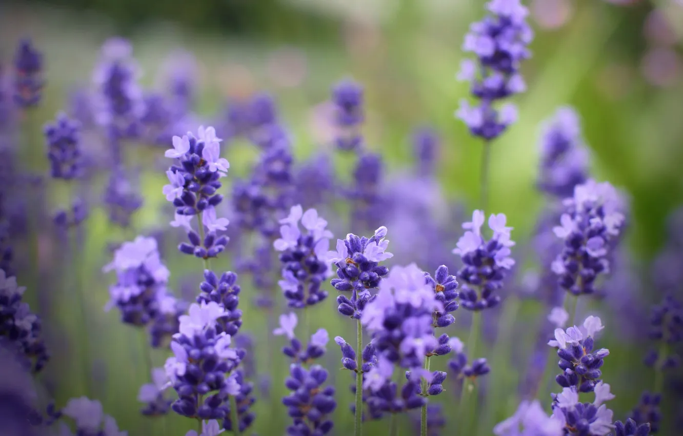 Photo wallpaper flowers, tenderness, blur, lavender
