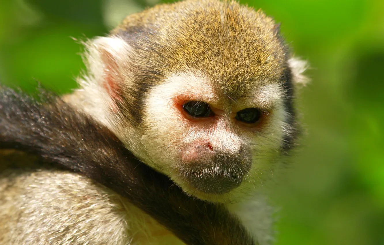 Photo wallpaper eyes, look, face, background, Monkey, tail