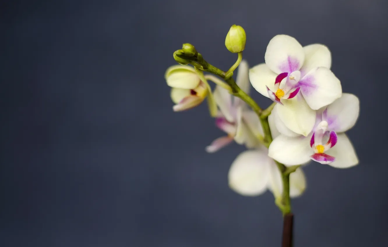 Photo wallpaper macro, flowers, branches, petals, Orchid