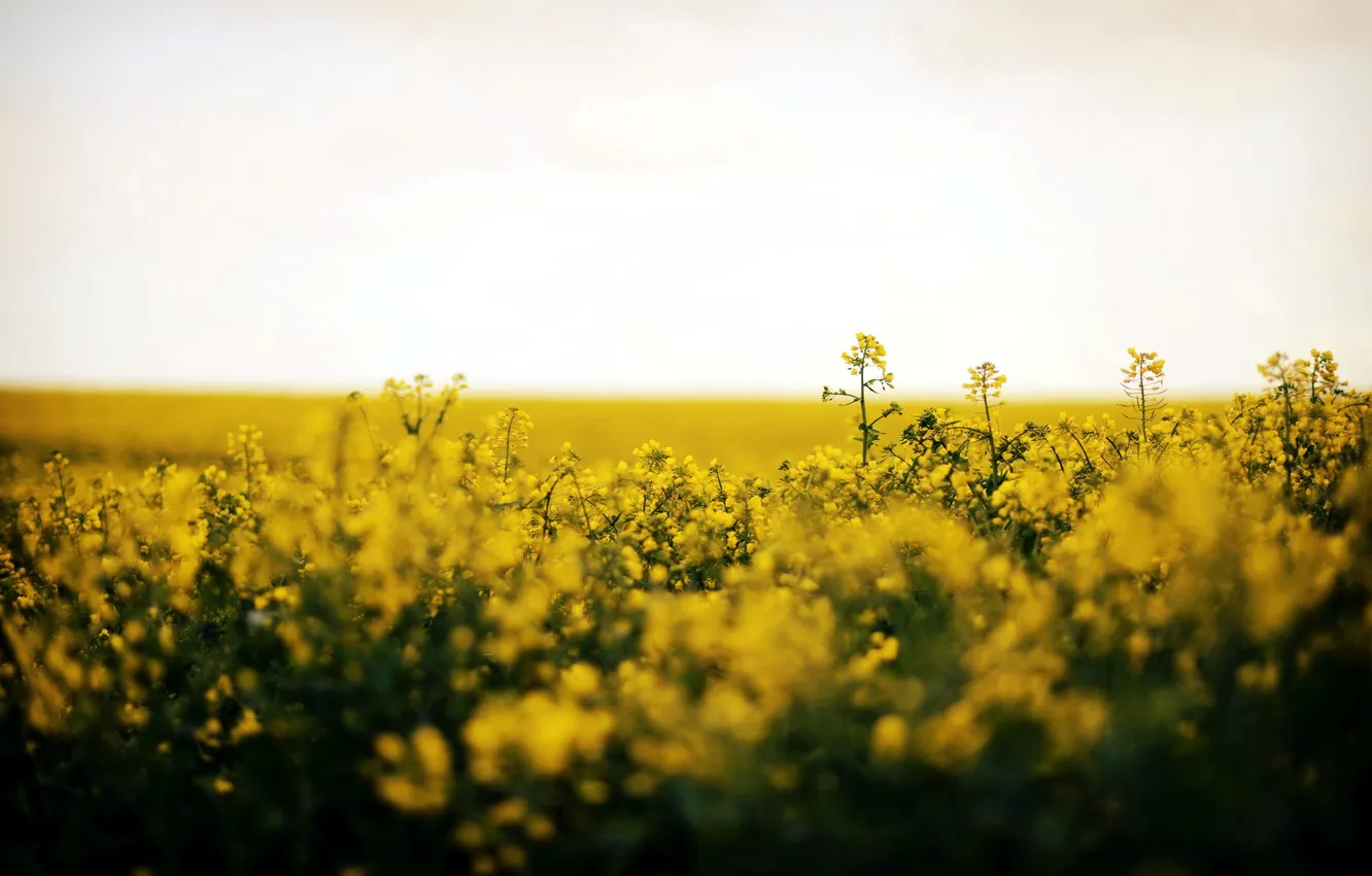 Photo wallpaper field, landscape, nature, rape