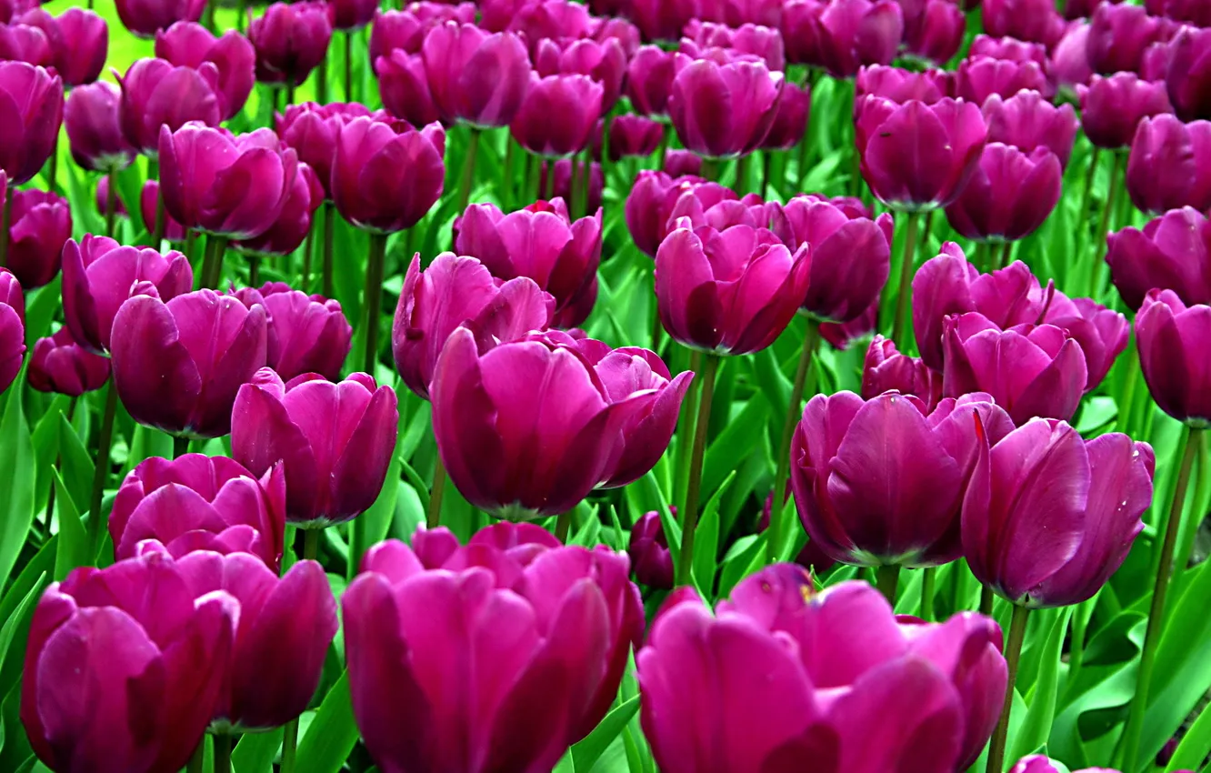 Photo wallpaper flowers, nature, spring, petals, tulips, beautiful, buds, a sea of flowers
