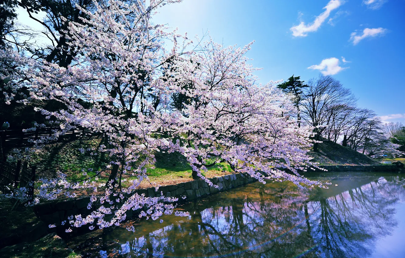 Photo wallpaper spring, pond, cherry blossoms