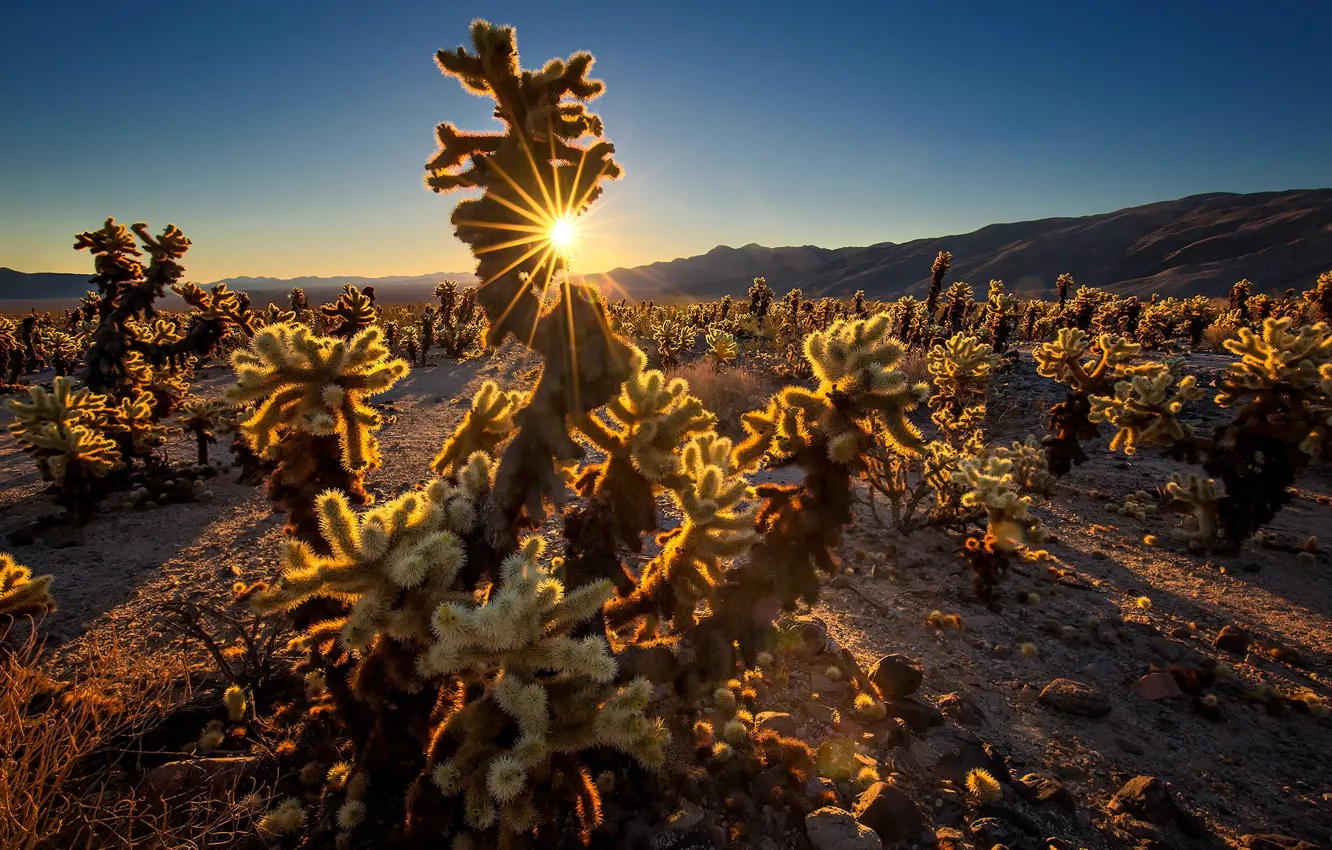 Photo wallpaper sunset, CA, USA, Cholla Cactus Garden