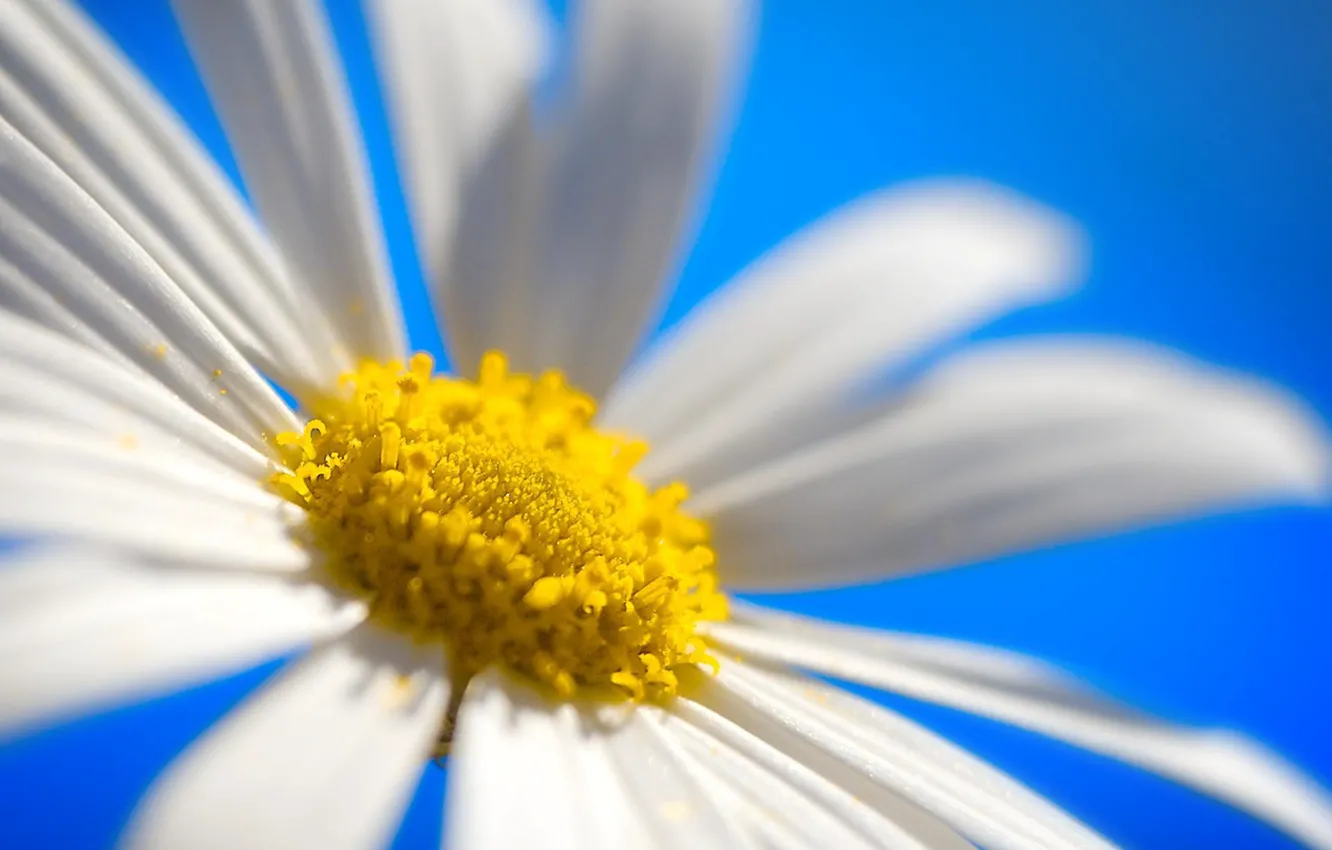 Photo wallpaper colorful, white, flower, Daisy