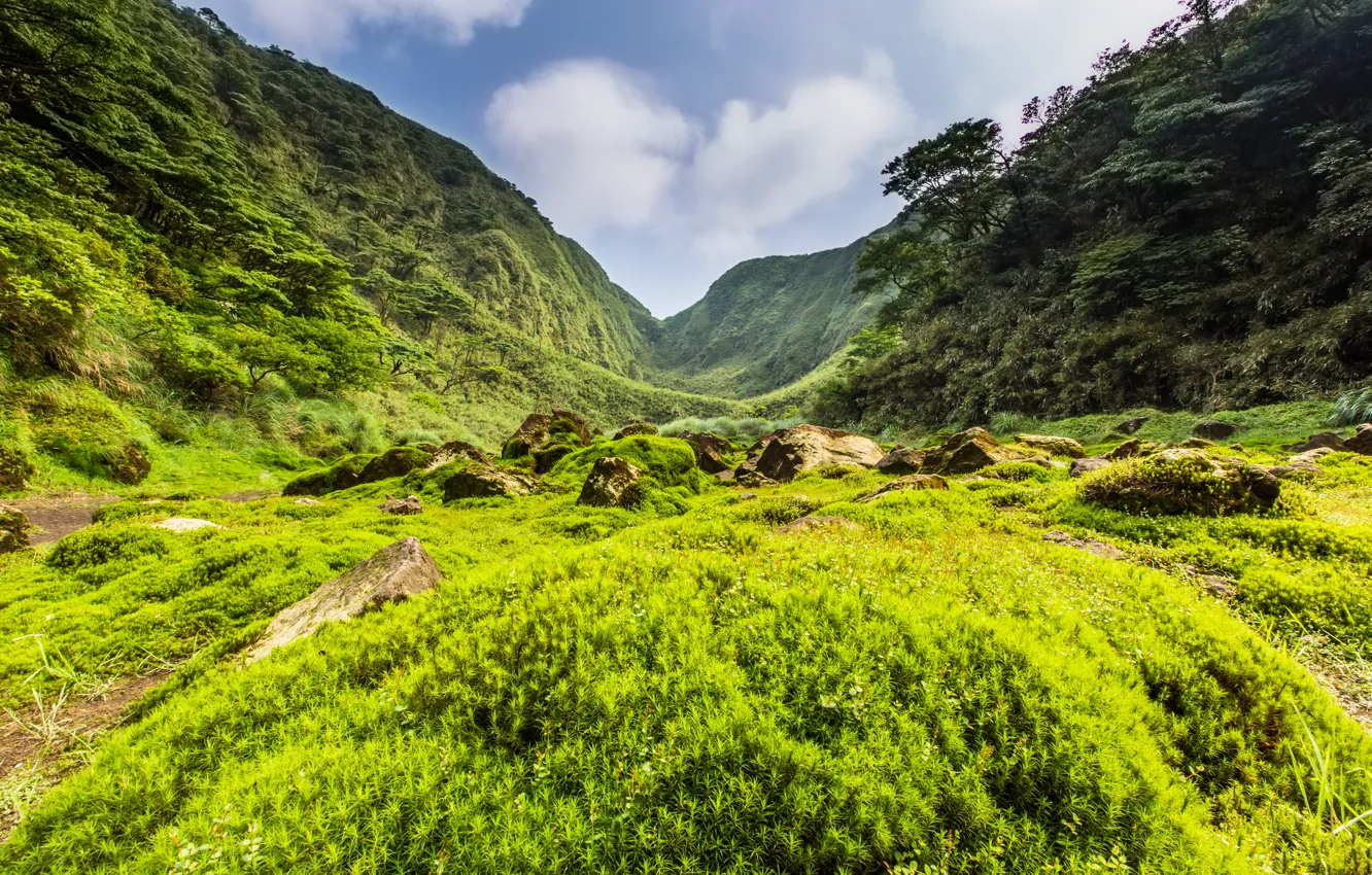 Photo wallpaper greens, grass, trees, mountains, stones, valley