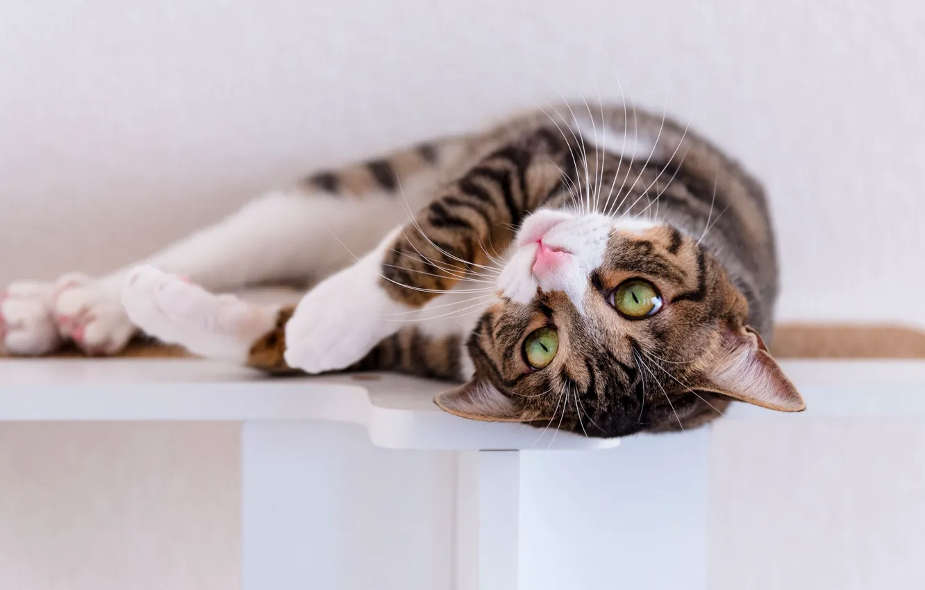 Photo wallpaper cat, cat, look, pose, grey, wall, shelf, lies