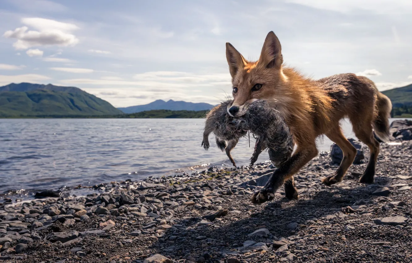Photo wallpaper nature, Fox, hunting
