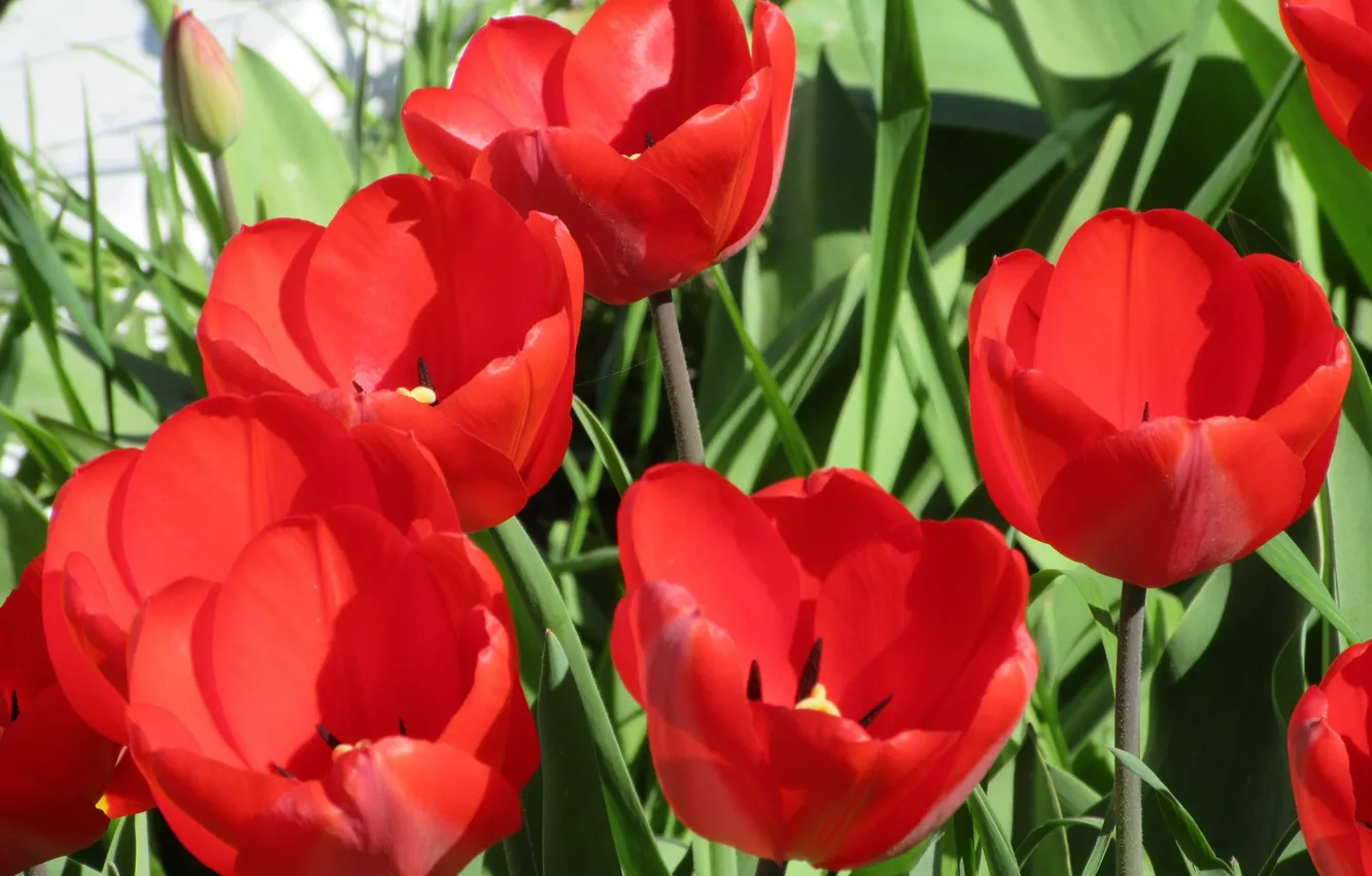 Photo wallpaper flowers, tulips, red tulips, spring 2018, Mamala ©