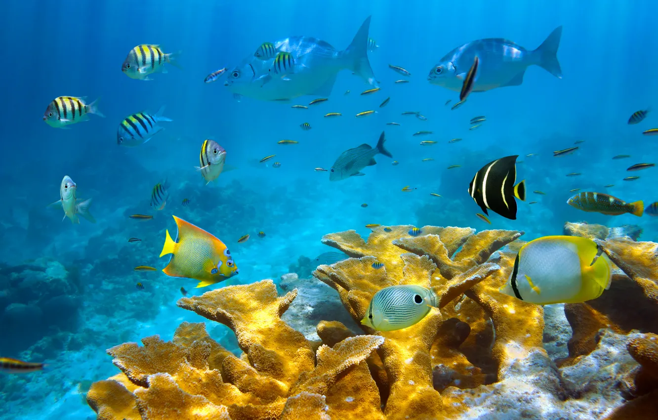 Photo wallpaper sea, fish, corals, the bottom of the sea