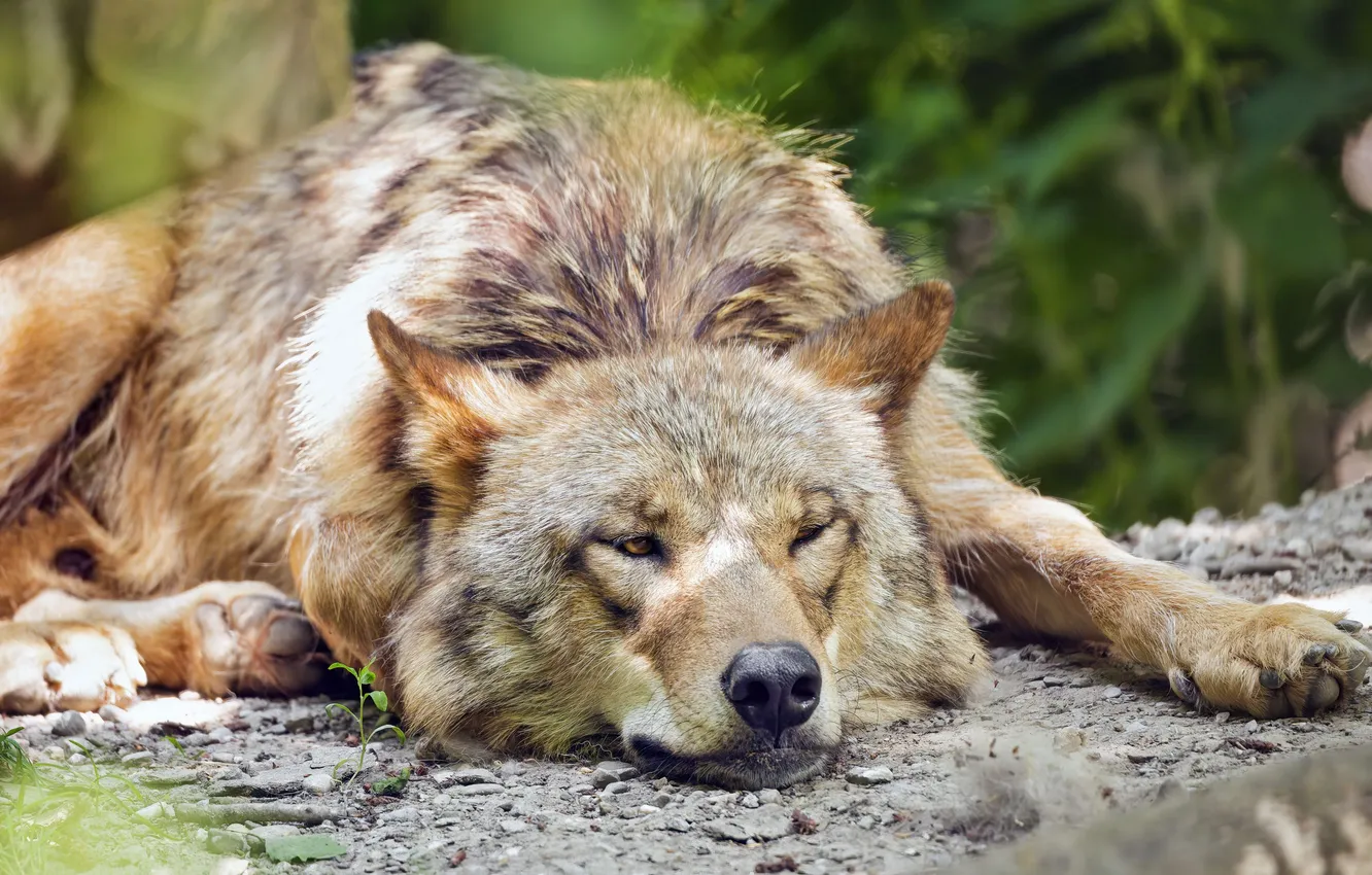 Photo wallpaper nature, face, animal, wolf, wildlife, head, fur, mammal
