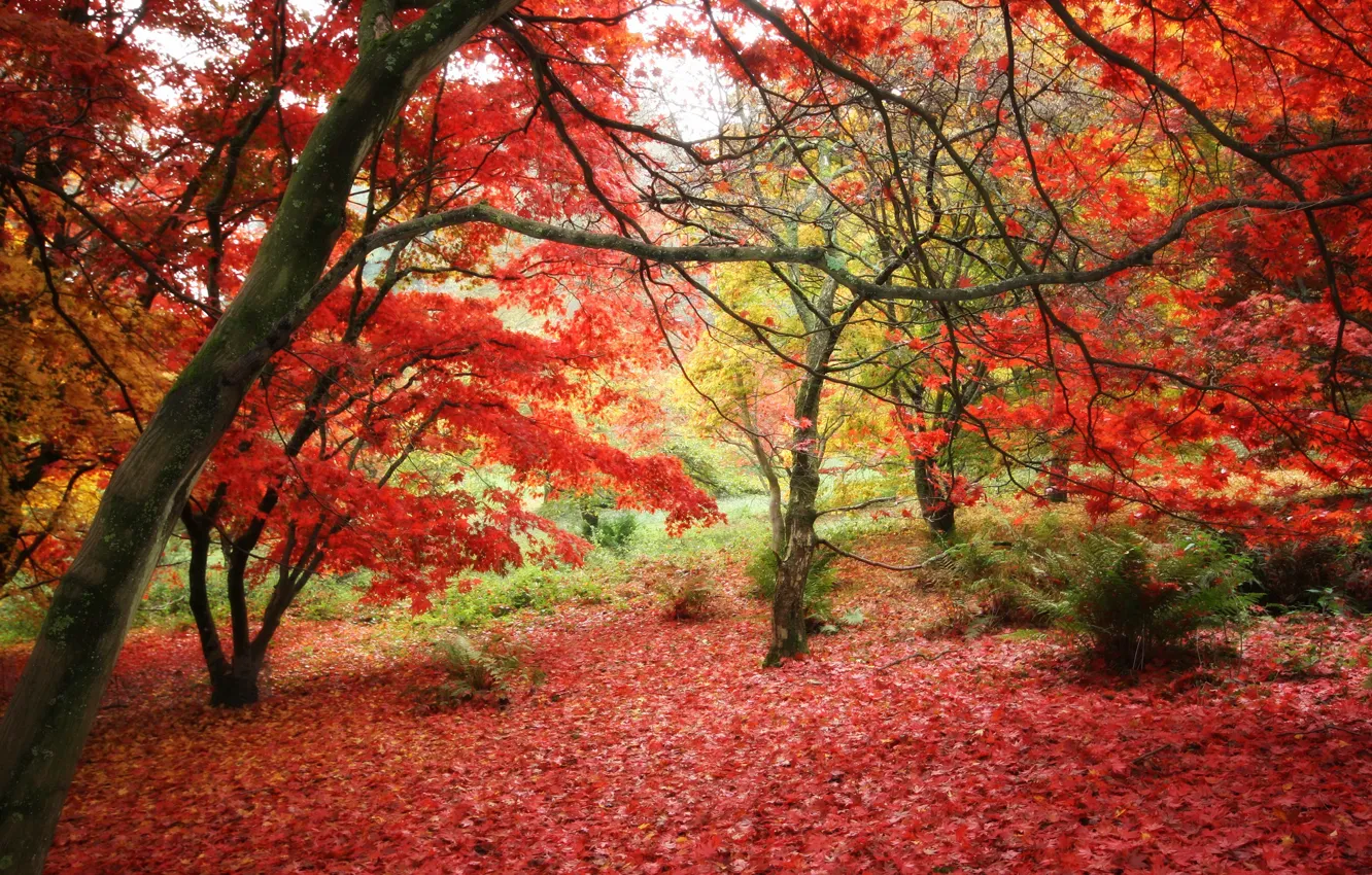 Photo wallpaper autumn, forest, leaves, trees, Park