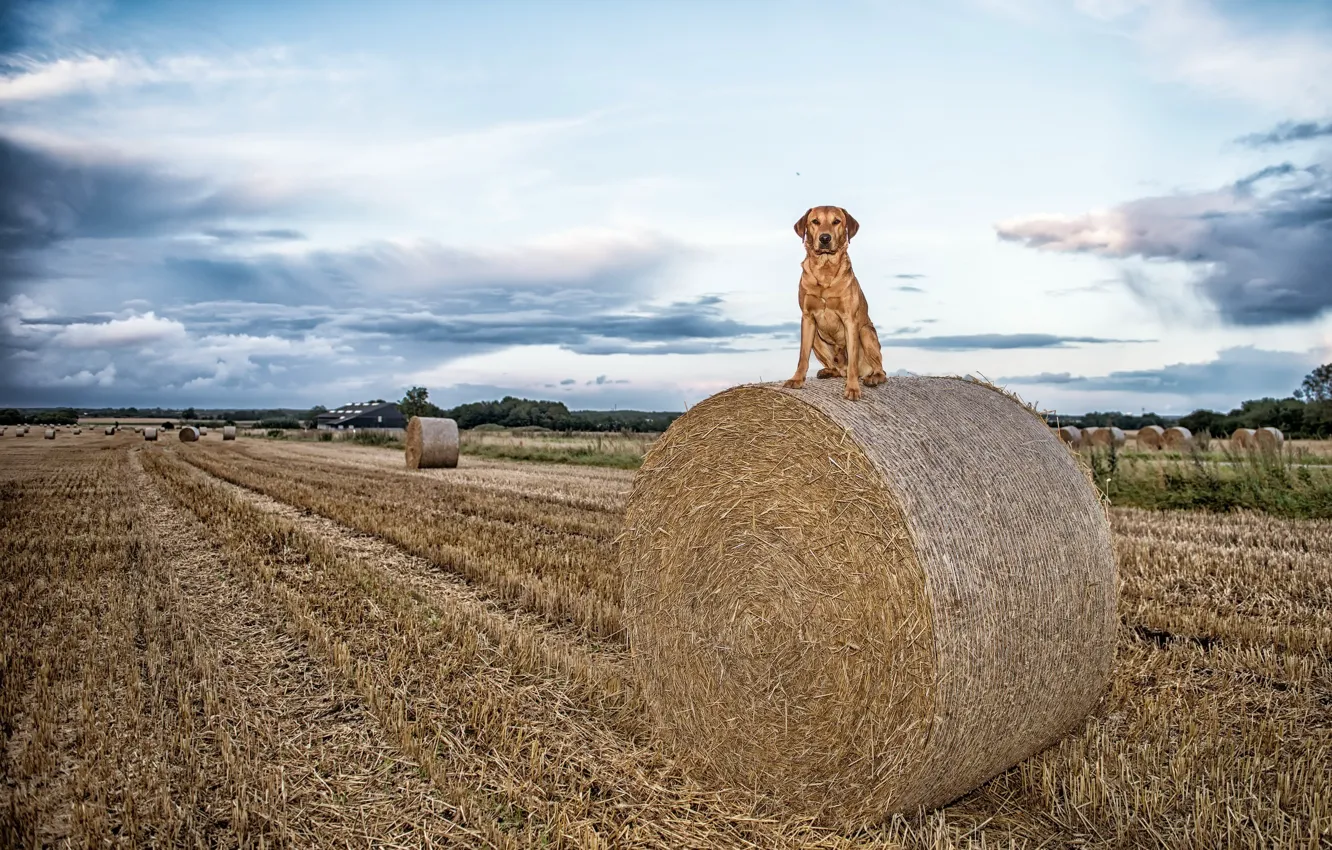 Photo wallpaper field, dog, hay