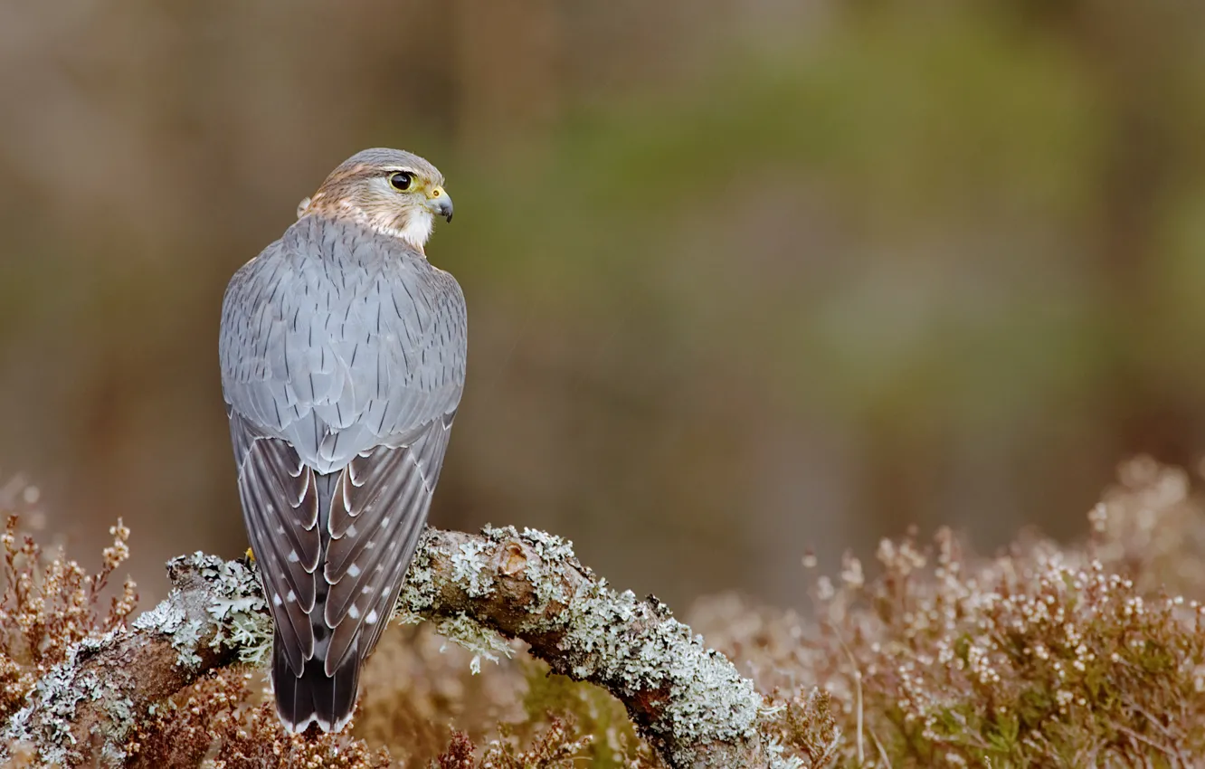 Photo wallpaper bird, predator, branch, Falcon, sitting