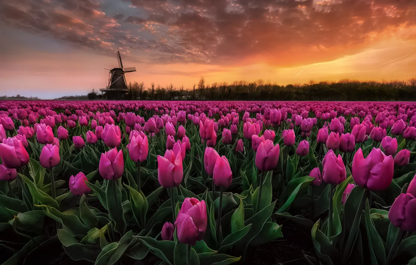 Photo wallpaper field, the sky, dawn, paint, Spring, morning, tulips, Netherlands