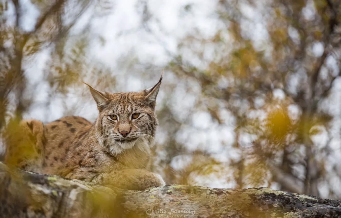 Photo wallpaper predator, lies, lynx, wild cat
