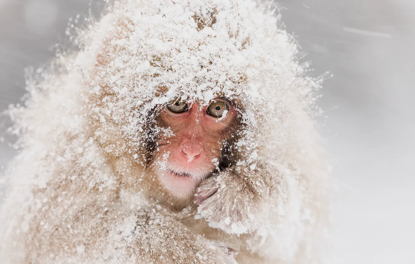 Photo wallpaper snow, nature, Snow monkeys