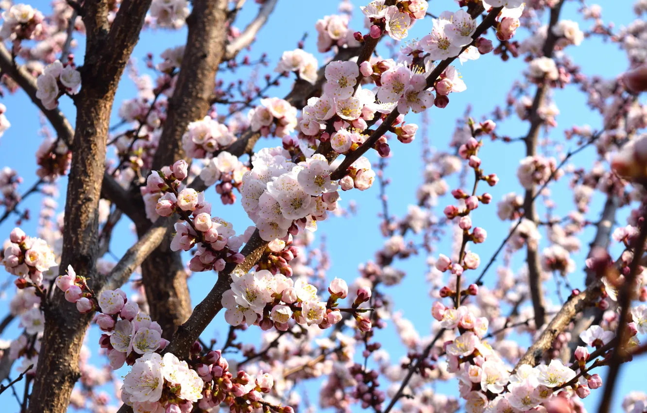 Photo wallpaper the sky, flowers, apricot, flowering tree