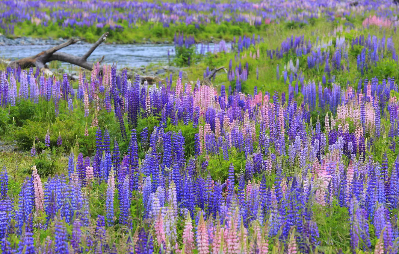 Photo wallpaper field, summer, flowers, thickets, shore, glade, pink, snag