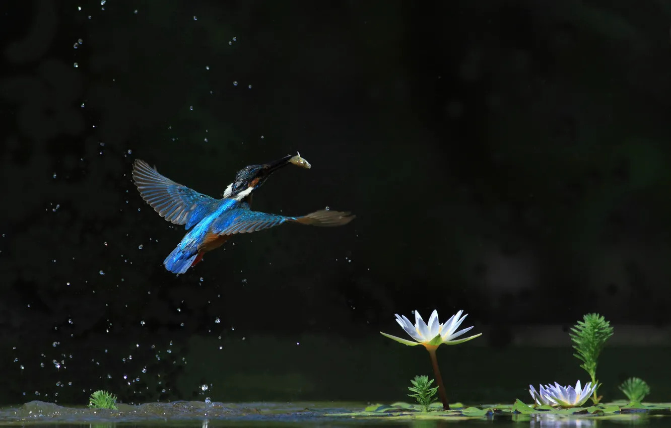 Photo wallpaper water, flight, Kingfisher, water Lily, catch, bird