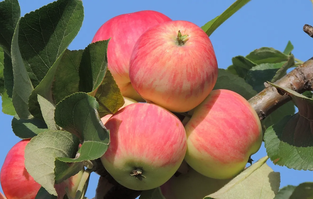 Photo wallpaper apples, August, Apple