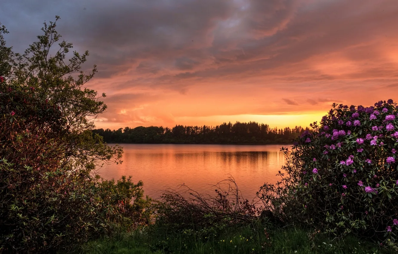 Photo wallpaper sunset, lake, Scotland, the bushes, Scotland, rhododendrons, reservoir Backregs, Barcraigs Reservoir
