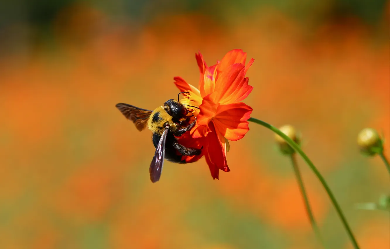 Photo wallpaper flowers, nature, bee, stem, insect