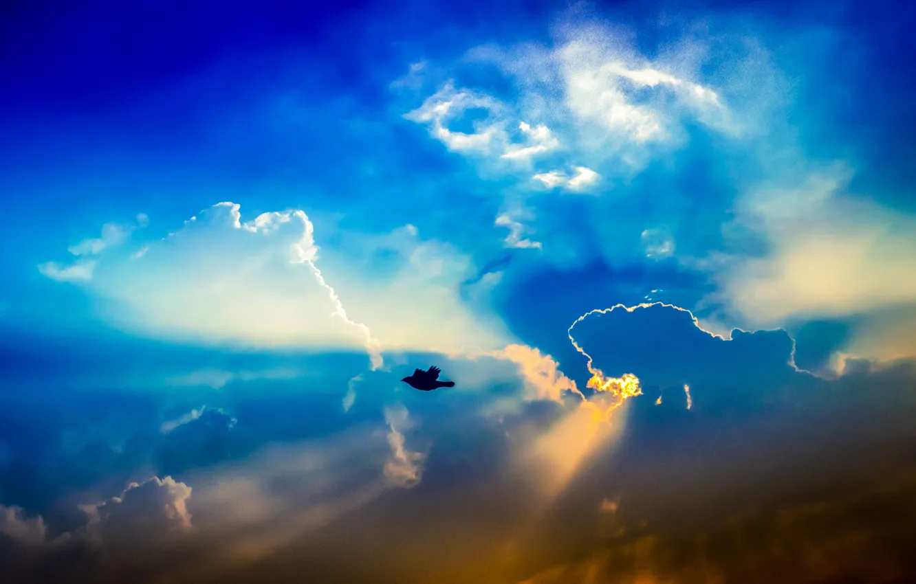 Photo wallpaper the sky, clouds, bird