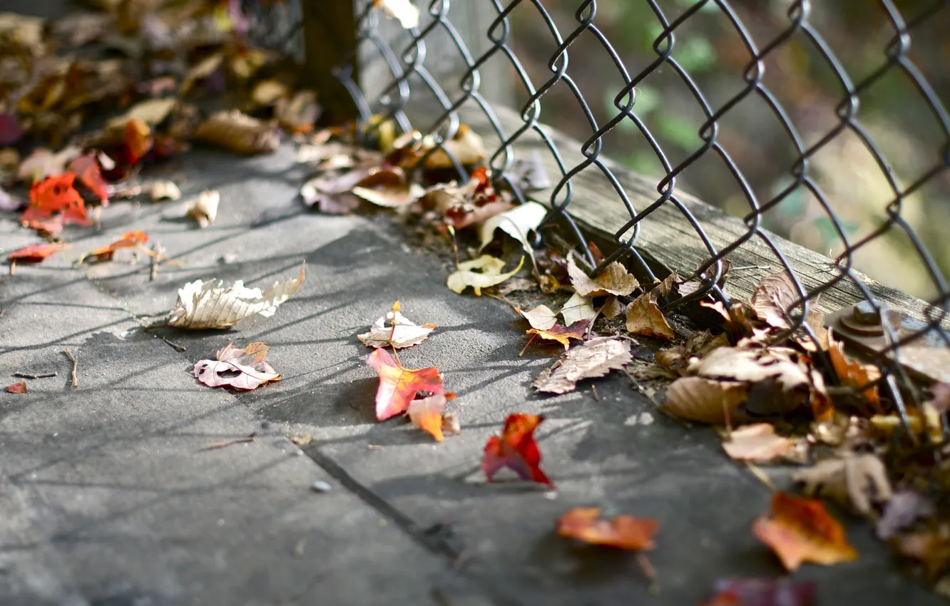 Photo wallpaper leaves, the fence, fallen, autumn