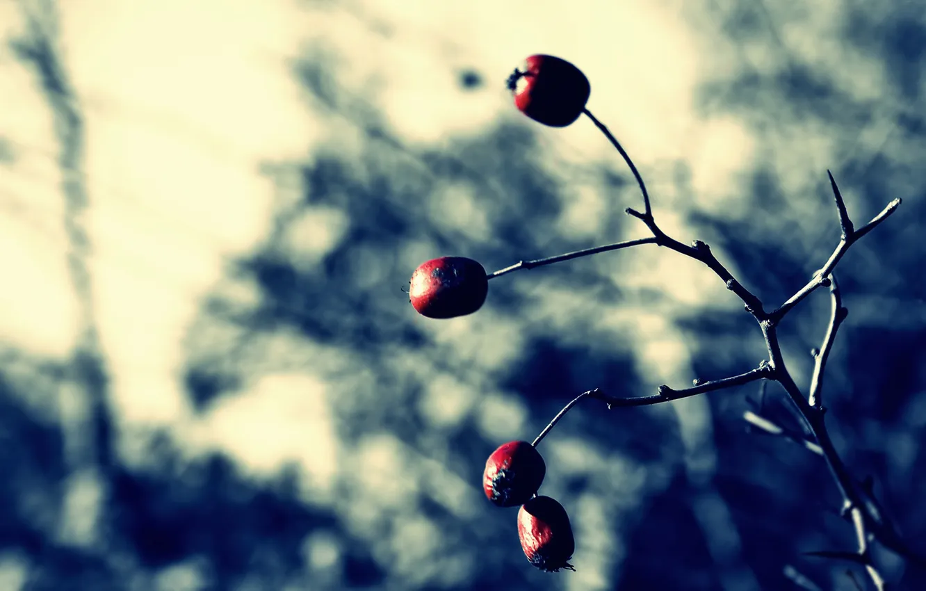 Photo wallpaper macro, branches, nature, berries, photo, Wallpaper, plant