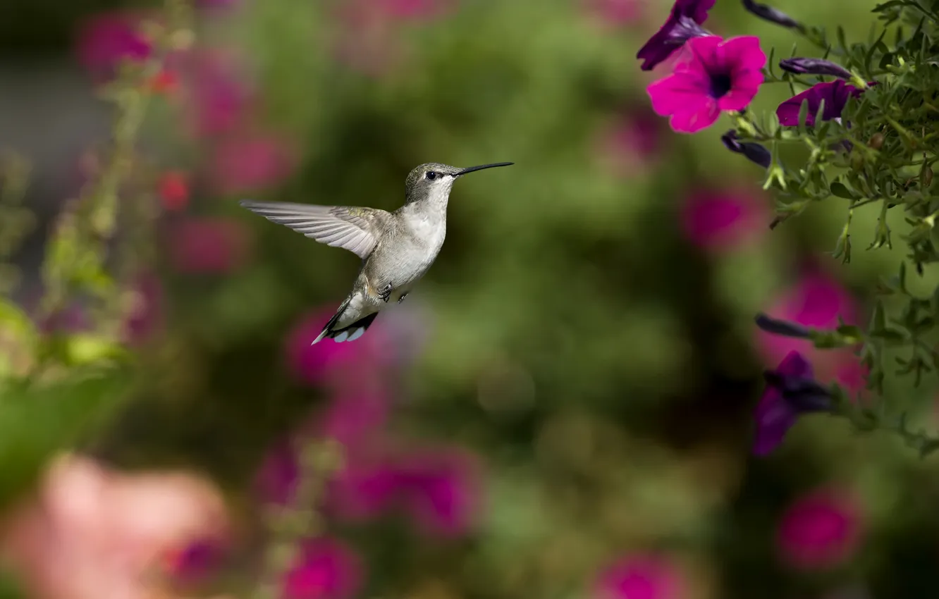Photo wallpaper flowers, bird, focus, Hummingbird, Petunia