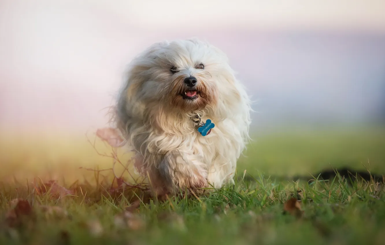 Photo wallpaper look, each, dog