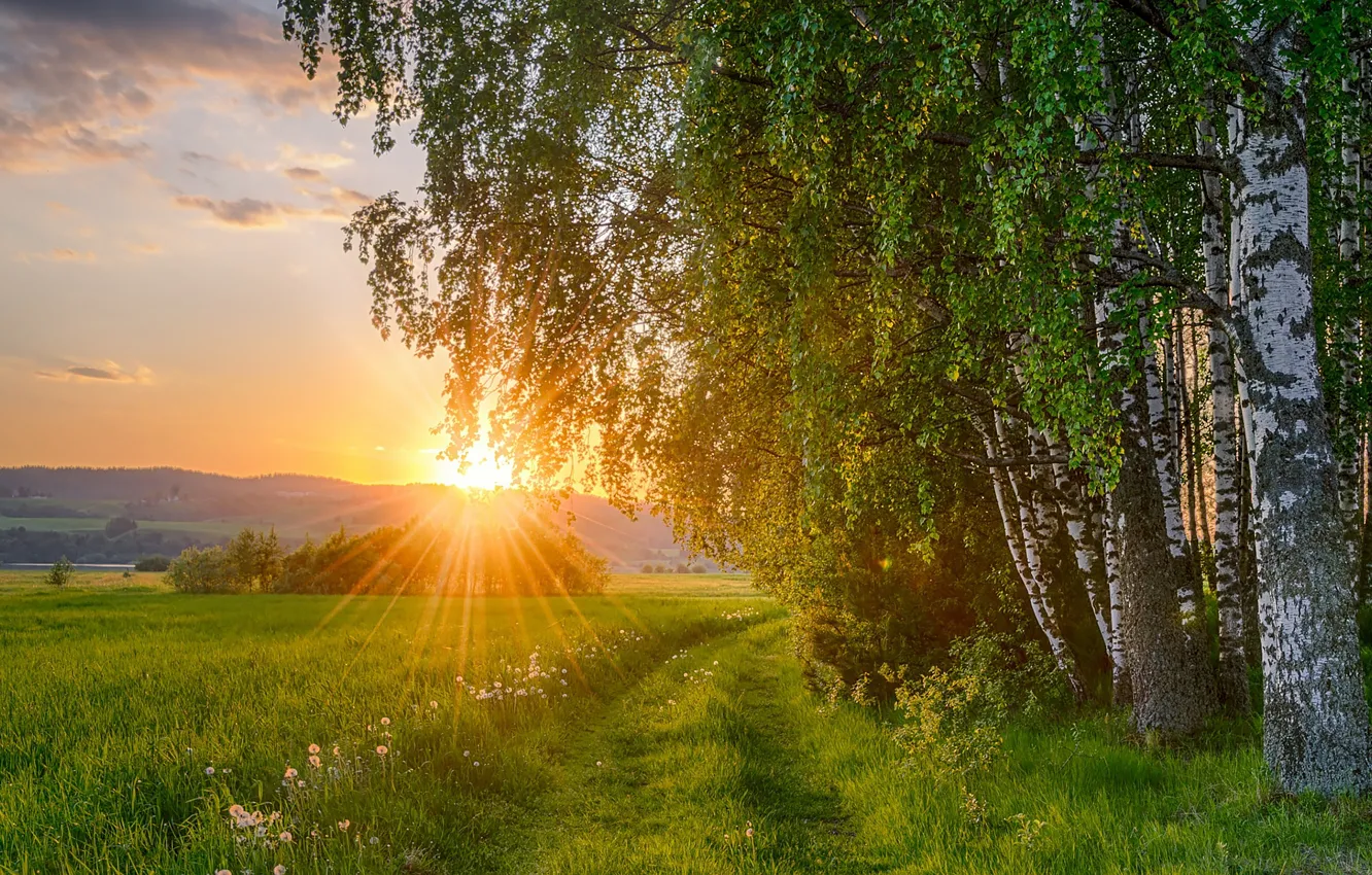 Photo wallpaper road, field, the sun, sunset, birch, birch grove