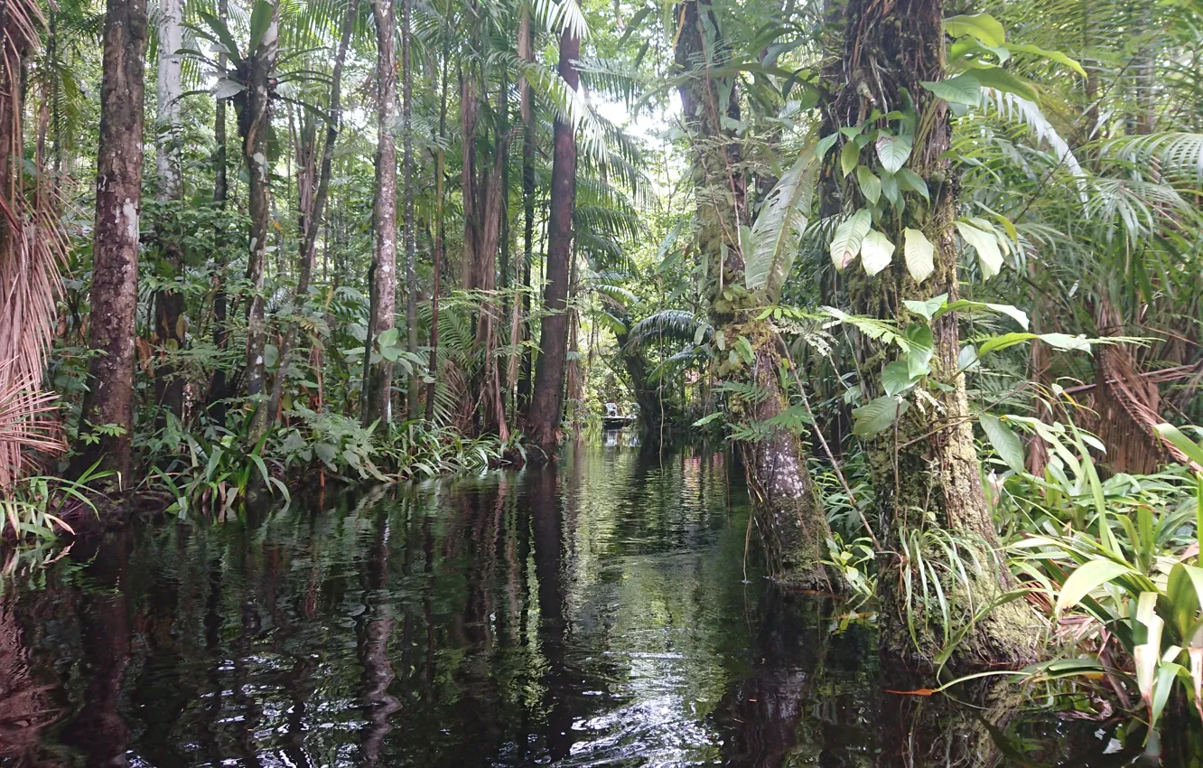 Photo wallpaper Palulu camping Suriname, Camping Suriname, Nature Suriname, Jungle wallpaper Suriname