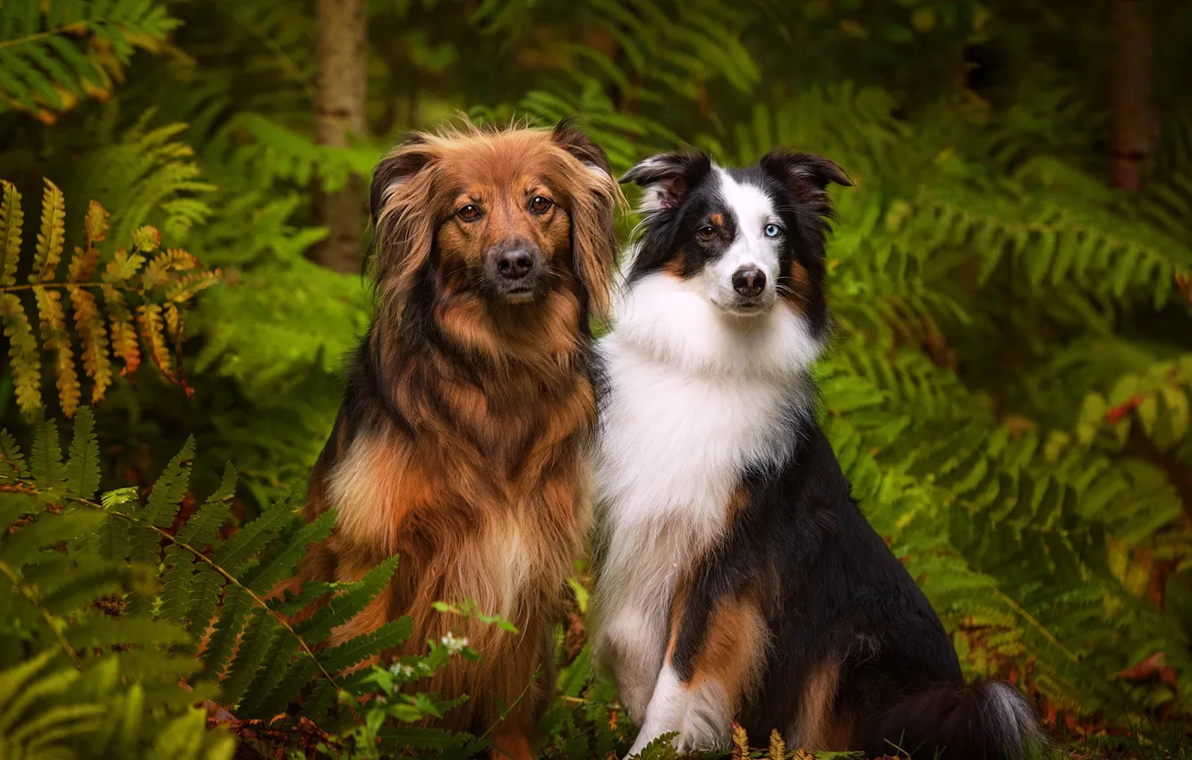 Photo wallpaper forest, dogs, a couple, fern, two dogs