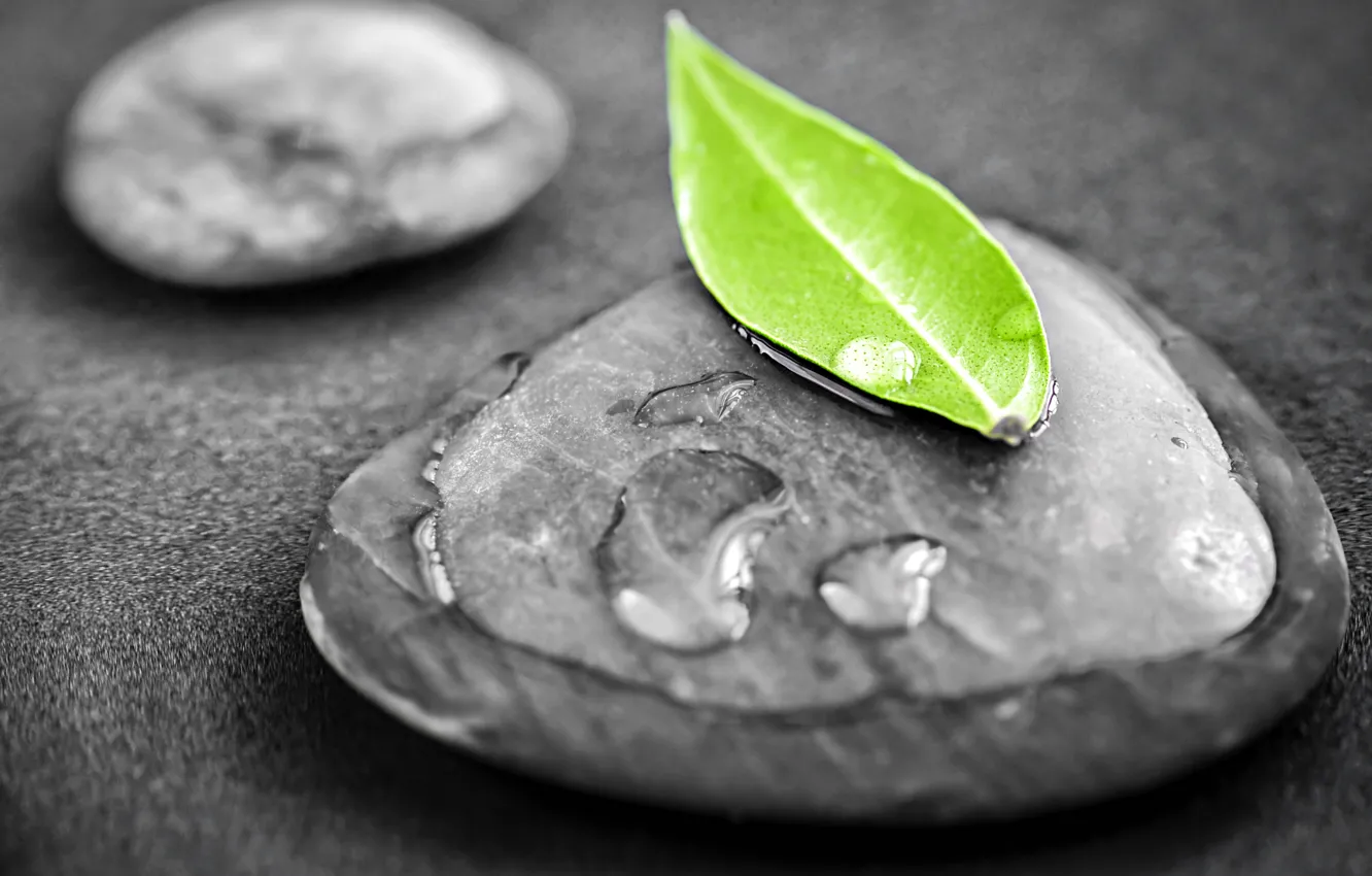 Photo wallpaper leaves, stones, Feng Shui