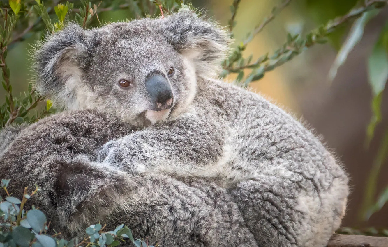 Photo wallpaper cute, fur, Koala