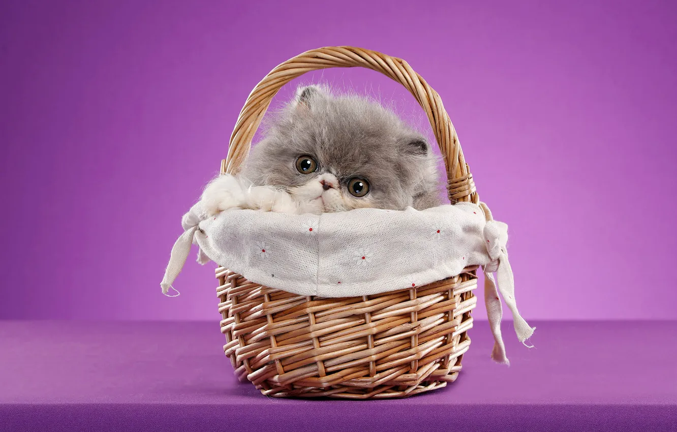 Photo wallpaper cat, look, pose, background, muzzle, kitty, basket, Studio