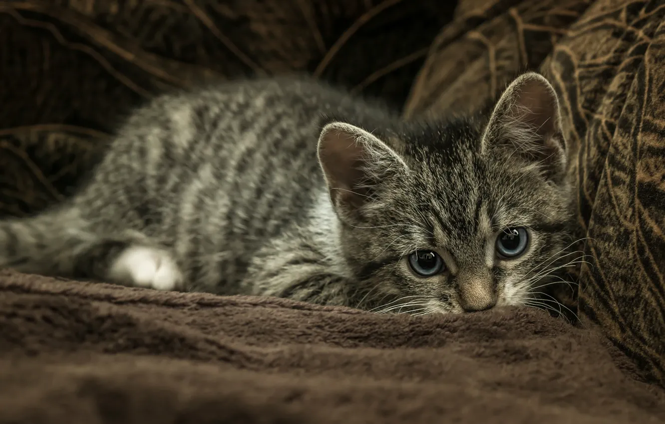 Photo wallpaper cat, look, pose, the dark background, kitty, grey, sofa, blanket