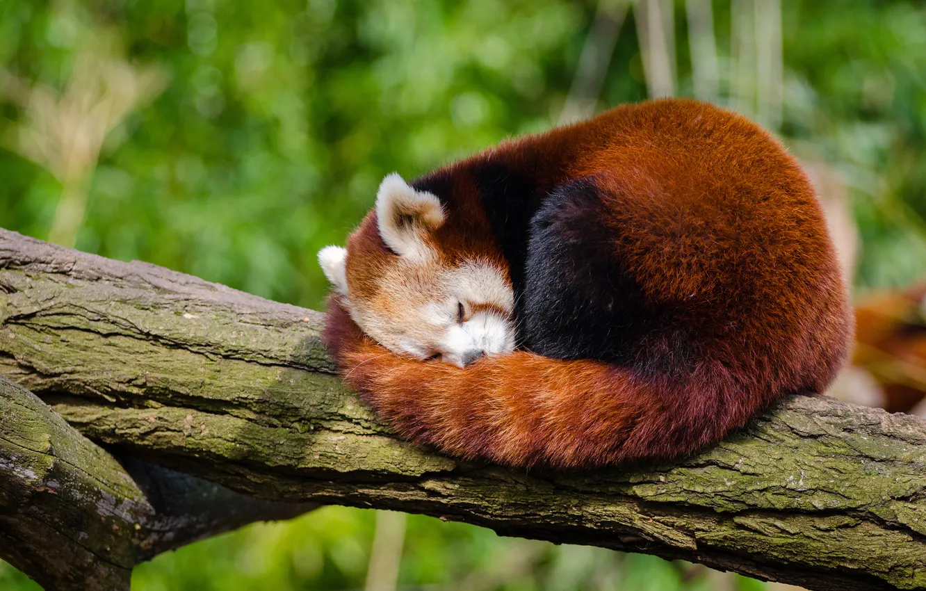 Photo wallpaper trees, sleep, sleeping, lies, red Panda, log, bokeh, red Panda