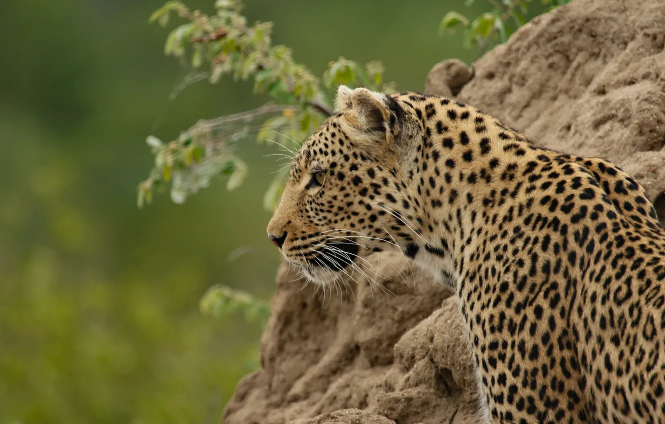Photo wallpaper predator, leopard, side, wild cat, big cat