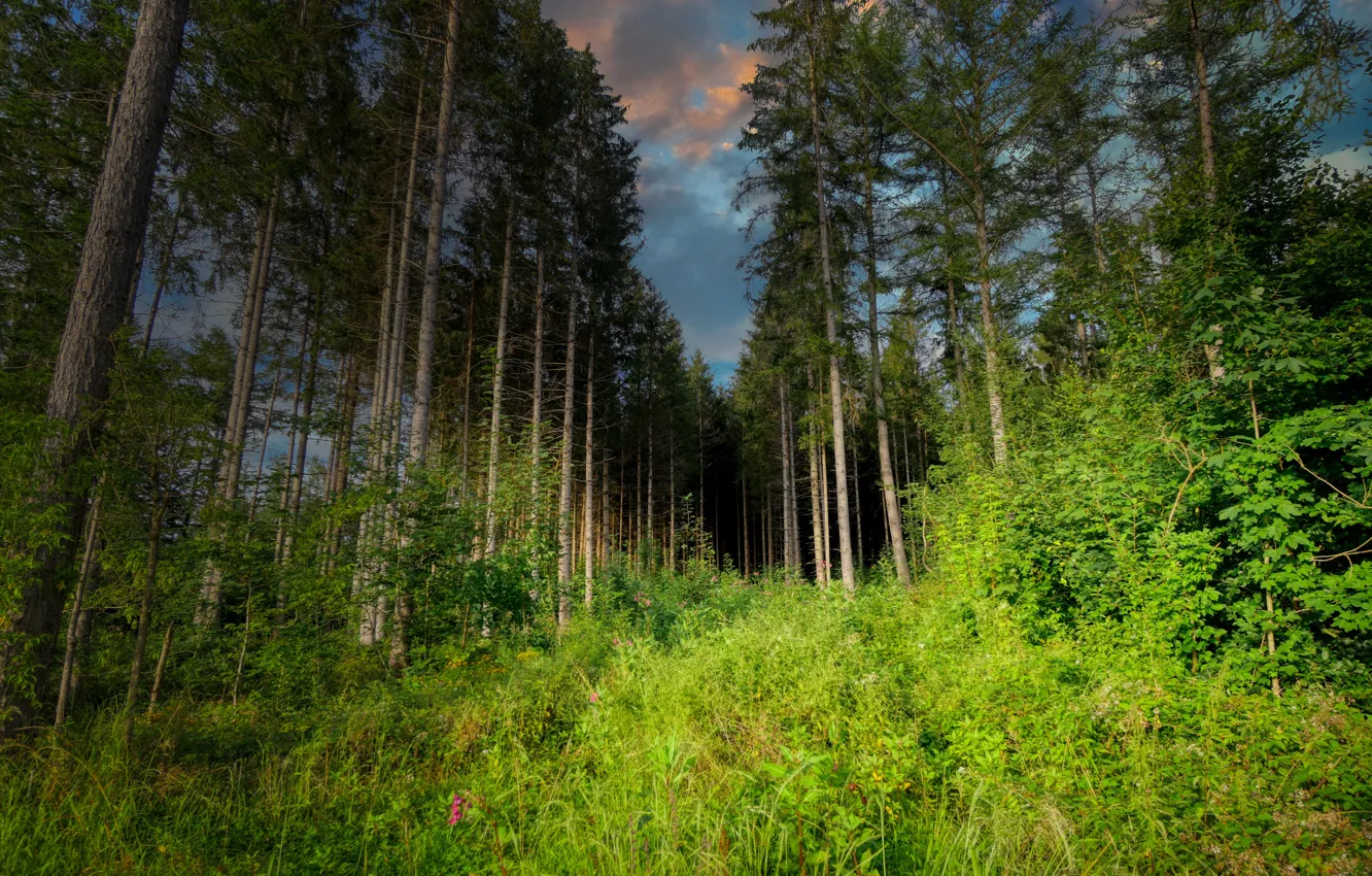 Photo wallpaper forest, trees, pine