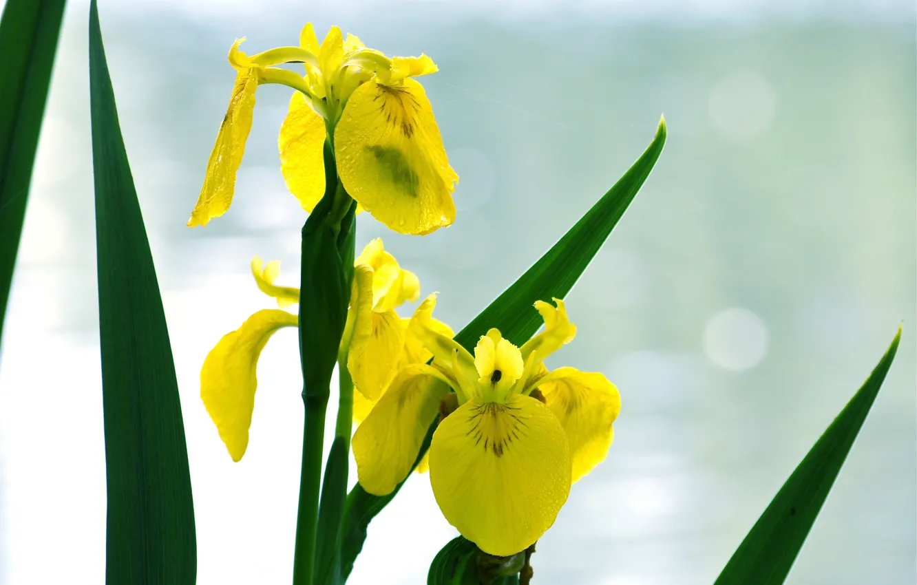 Photo wallpaper the sky, flowers, background, Wallpaper, yellow iris
