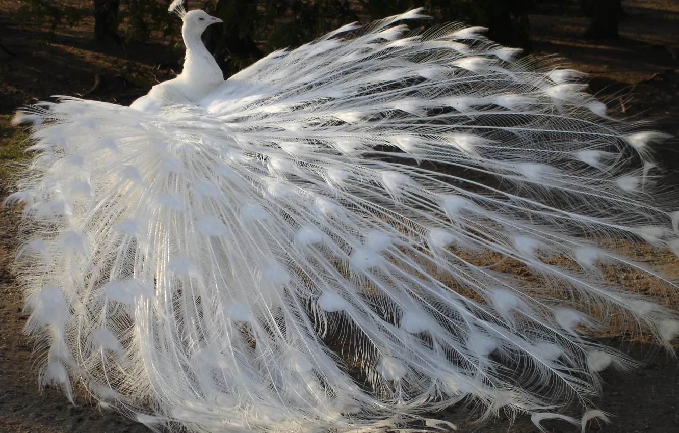 Photo wallpaper white, bird, feathers, tail, peacock, albino