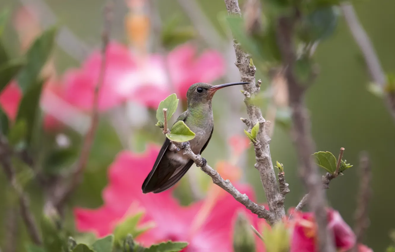 Photo wallpaper flowers, branches, bird, Hummingbird