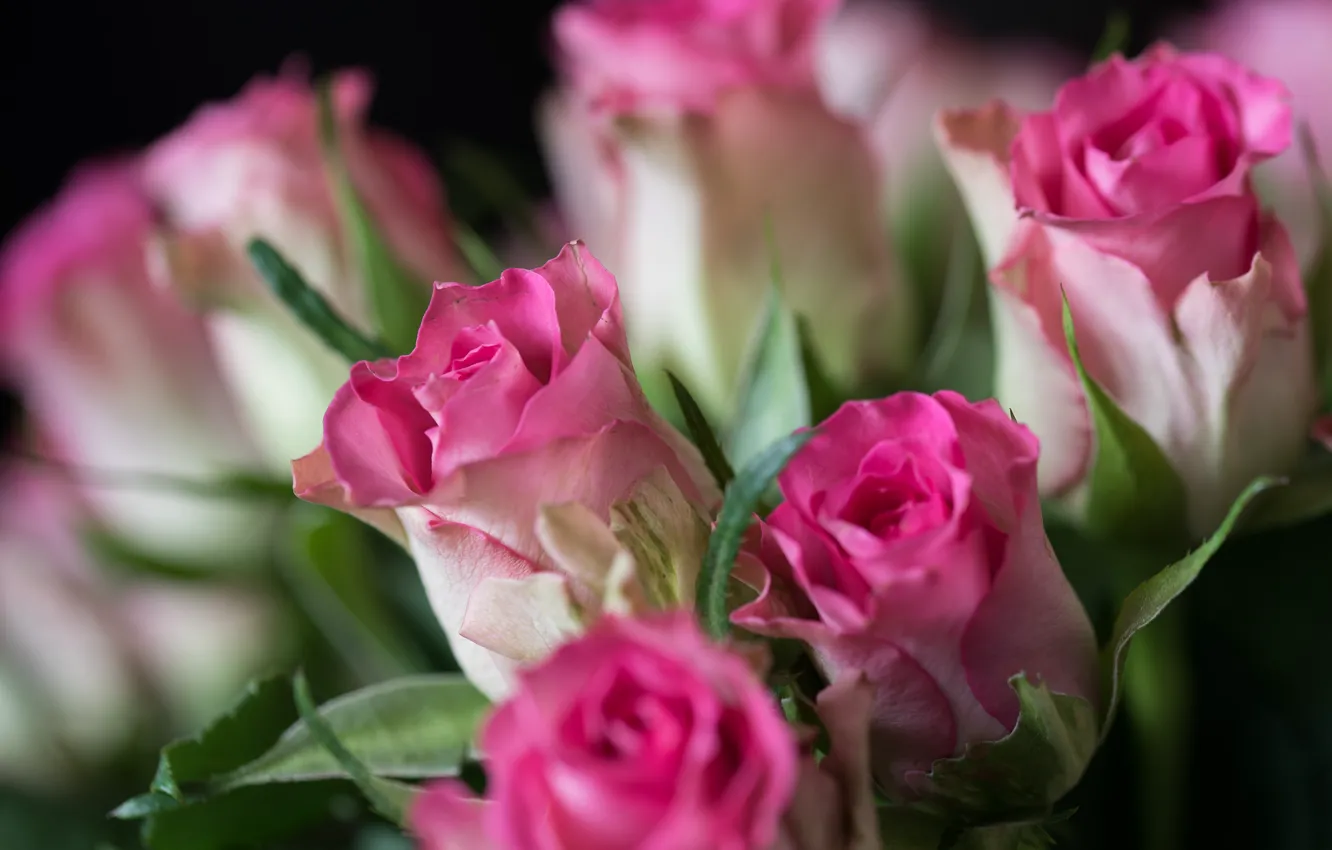 Photo wallpaper roses, bouquet, buds, bokeh