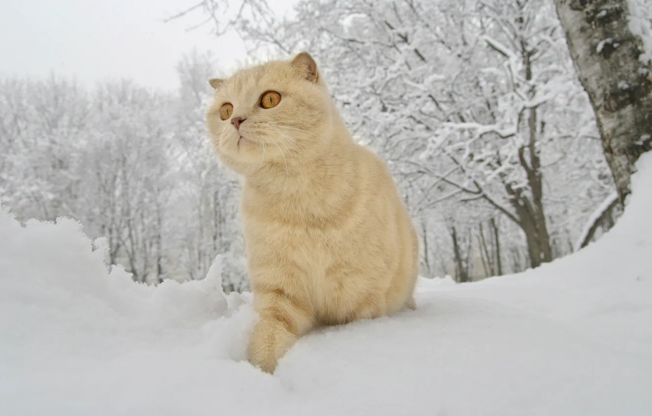 Photo wallpaper winter, snow, red cat