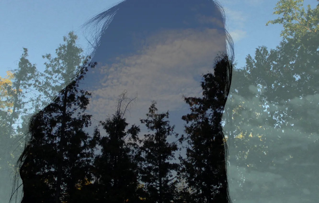 Photo wallpaper forest, silhouette, overlay