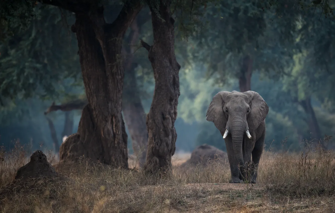 Photo wallpaper trees, elephant, Zimbabwe